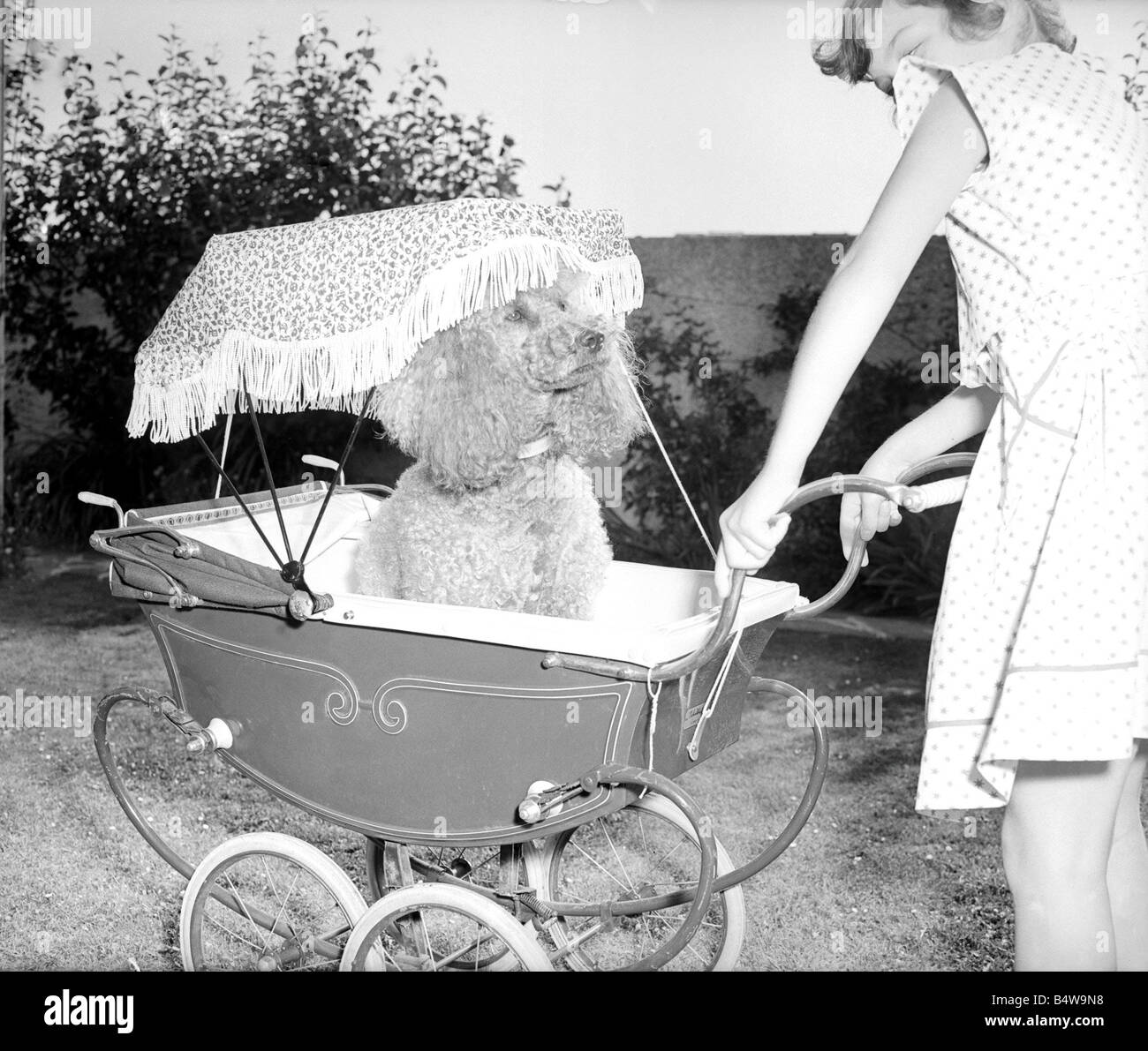 Poodle in pram July 1955 Mischa the French Poodle is pished around in a doll s pram by a little girl whilst on holiday in Plymouth Devon Bored tired sleepy dog yawning sulking under parasol in the summer with her teeth showing 1950s animal dog humour Child having fun mirrorpix Stock Photo