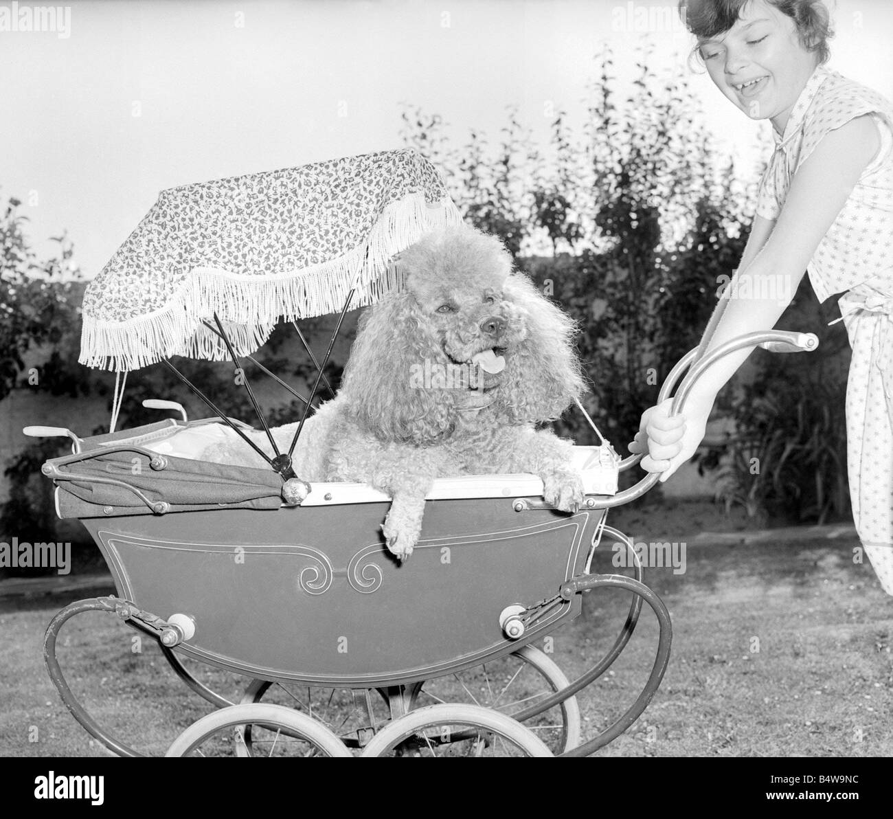 Poodle in pram July 1955 Mischa the French Poodle is pished around in a doll s pram by a little girl whilst on holiday in Plymouth Devon Bored tired sleepy dog yawning smiling under parasol in the summer with her teeth showing Child smiling laughing having fun pushing the pram 1950s animal dog humour mirrorpix Stock Photo