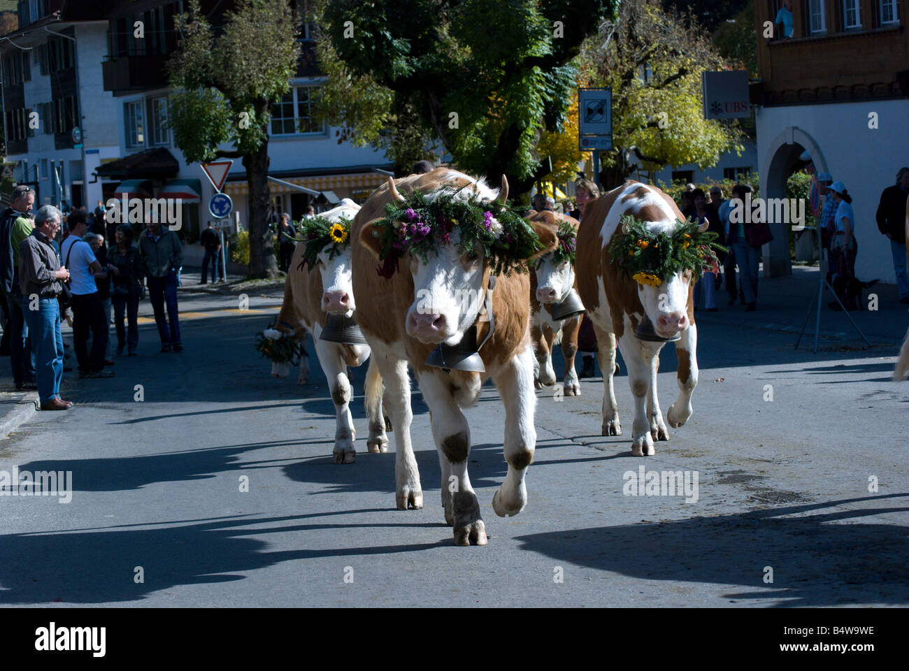 Cows wearing a flower headdress for the annual Alpenfest and crowning of the queen; Lenk, Switzerland Stock Photo