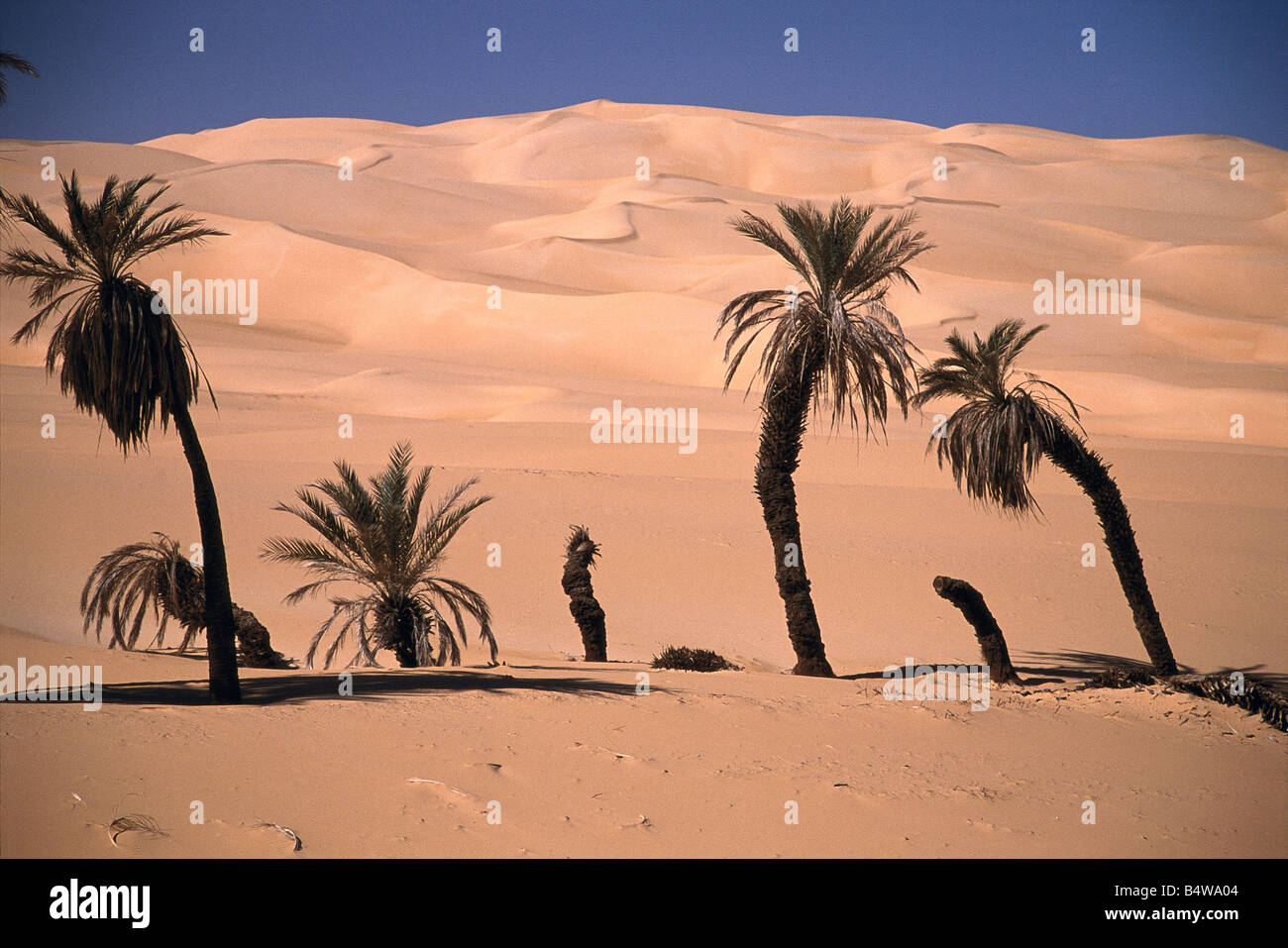 Palm trees grow in a valley - where the water table is near - in the Ubari Sand Sea, in the Sahara Desert, Libya. Stock Photo