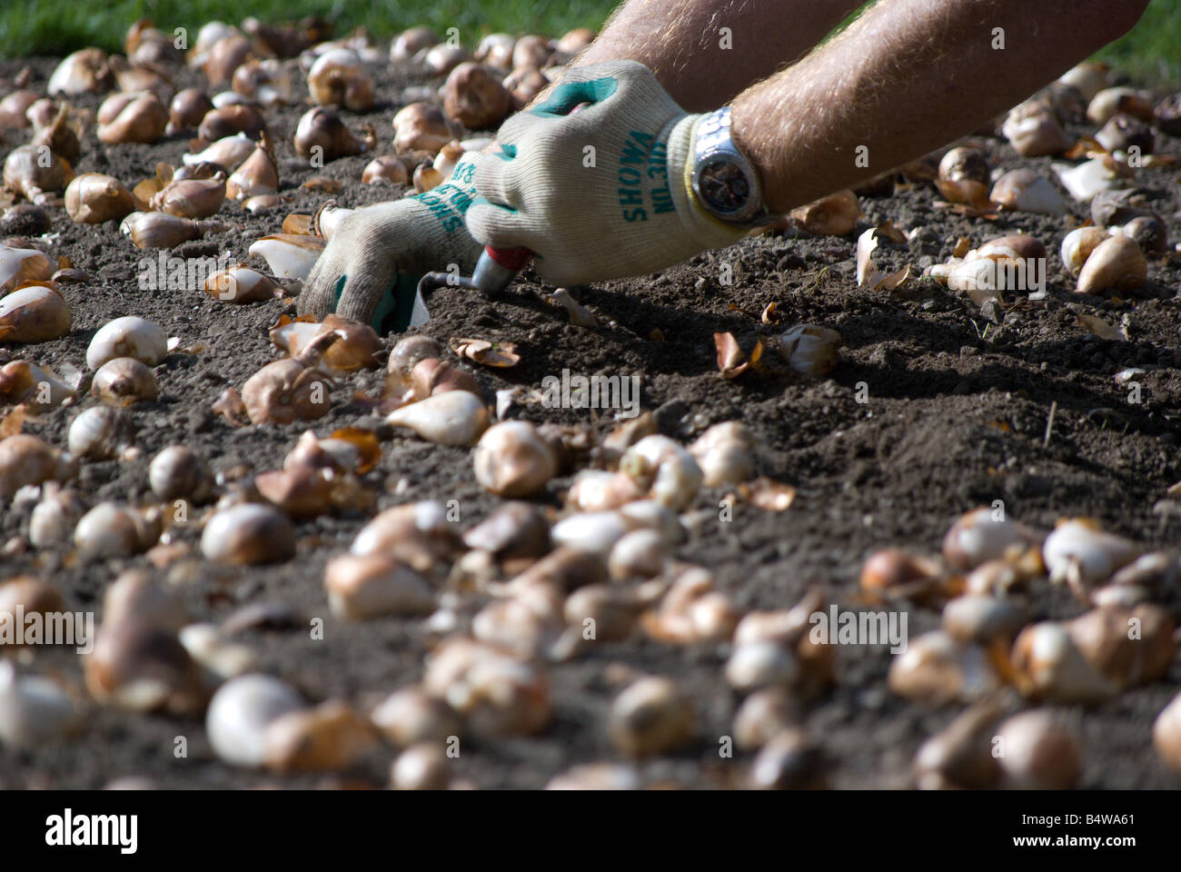 Parks and Recreation workers planting tulip bulbs for next spring Stock Photo