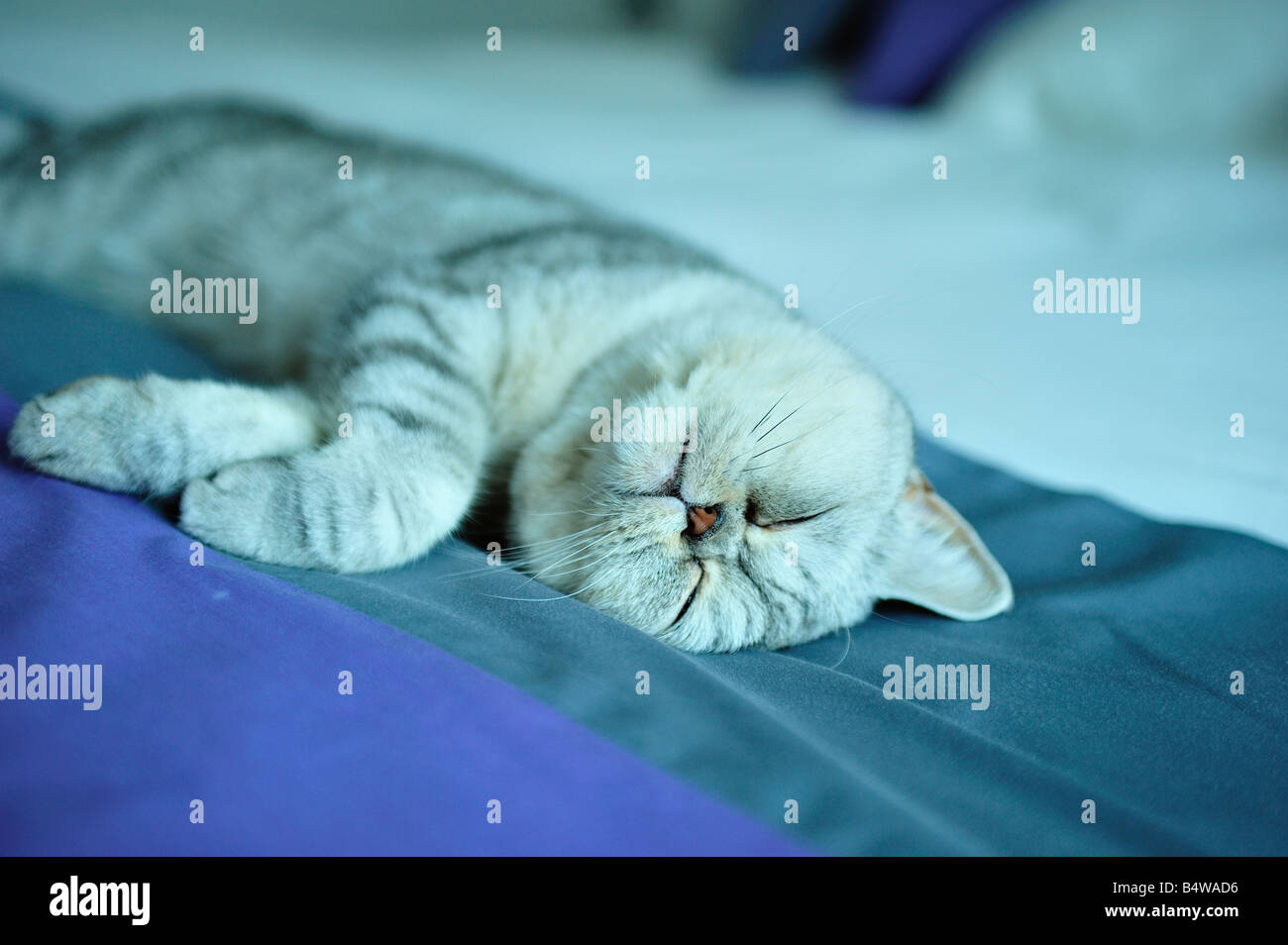 cat napping (British silver spotty - 'Bassie' - as in 'basket case') Stock Photo