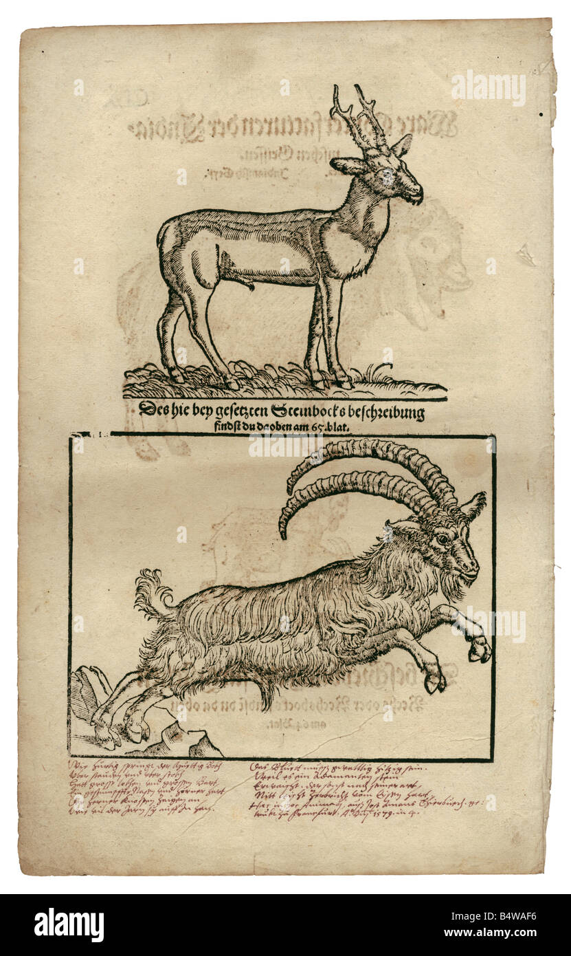 zoology / animals, textbooks, 'Historia animalium', by Conrad Gessner, Zurich, Switzerland, 1551 - 1558,  above: roe deer (Capreolus capreolus), below: Alpine ibex (Capra ibex), woodcut, Stock Photo