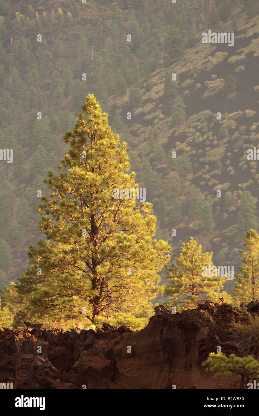 Trees growing in Lava Flows Sunset Crater, Flagstaff, Arizona USA Stock