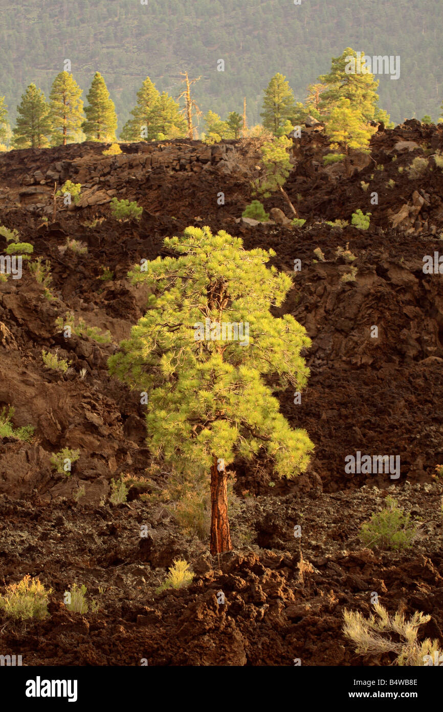 Trees growing in Lava Flows Sunset Crater, Flagstaff, Arizona USA Stock ...