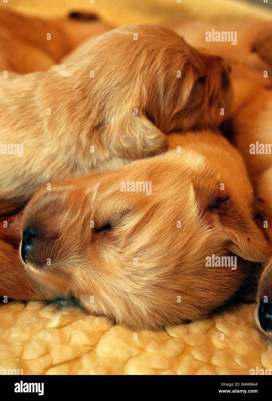 A litter of pups 28th November 2002 Stock Photo Alamy