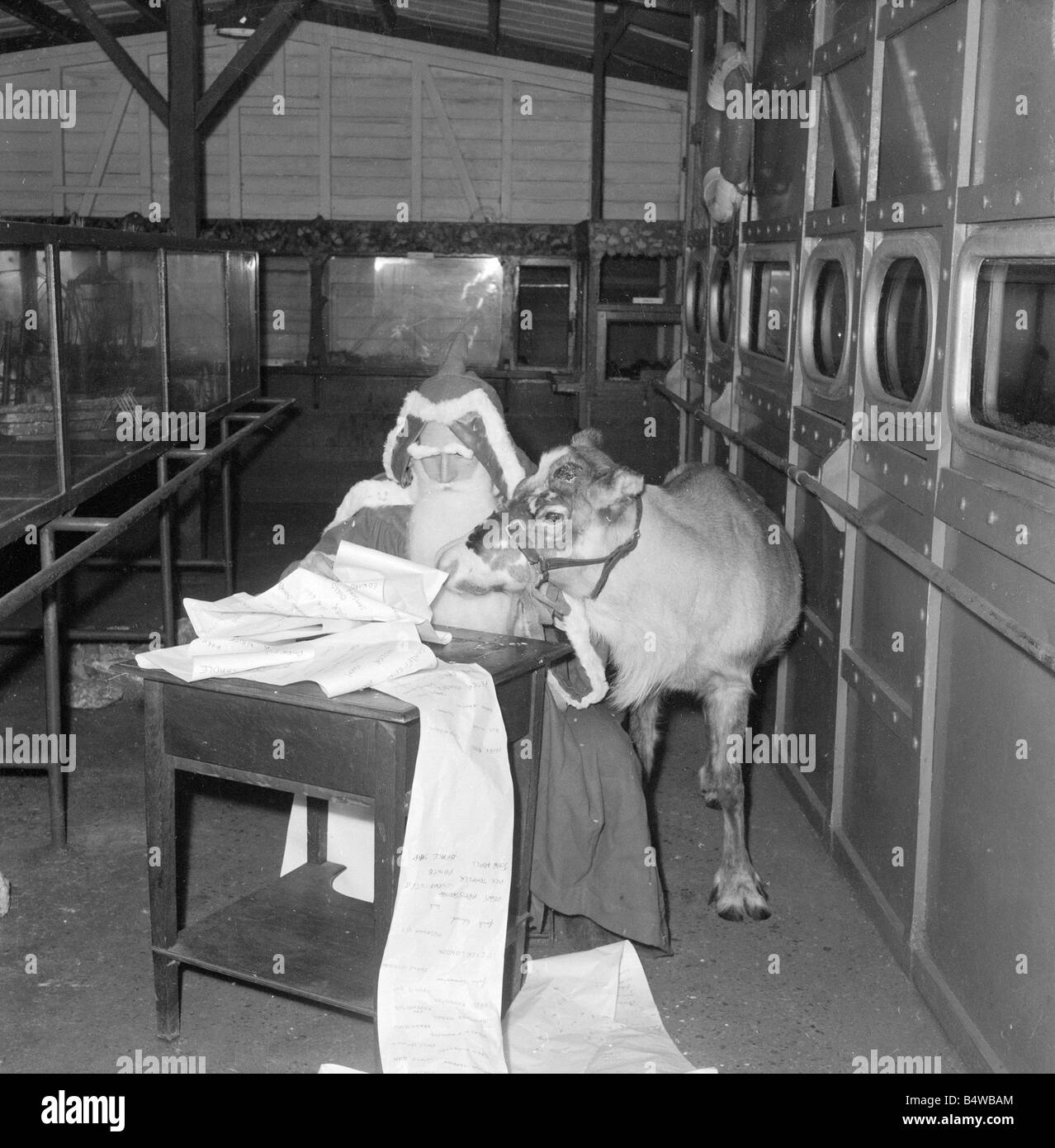 Father Christmas seen here reviewing his list of good and bad boys and girls at London Zoo with rudolph the reindeer. Santa and Stock Photo