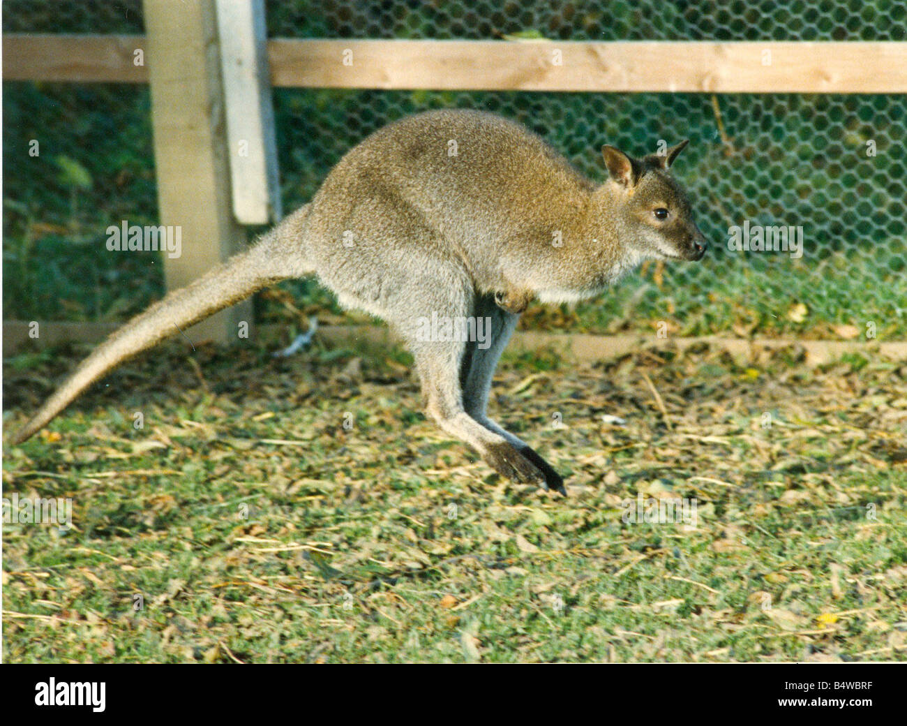 A Hopping Wallaby Stock Photo - Alamy