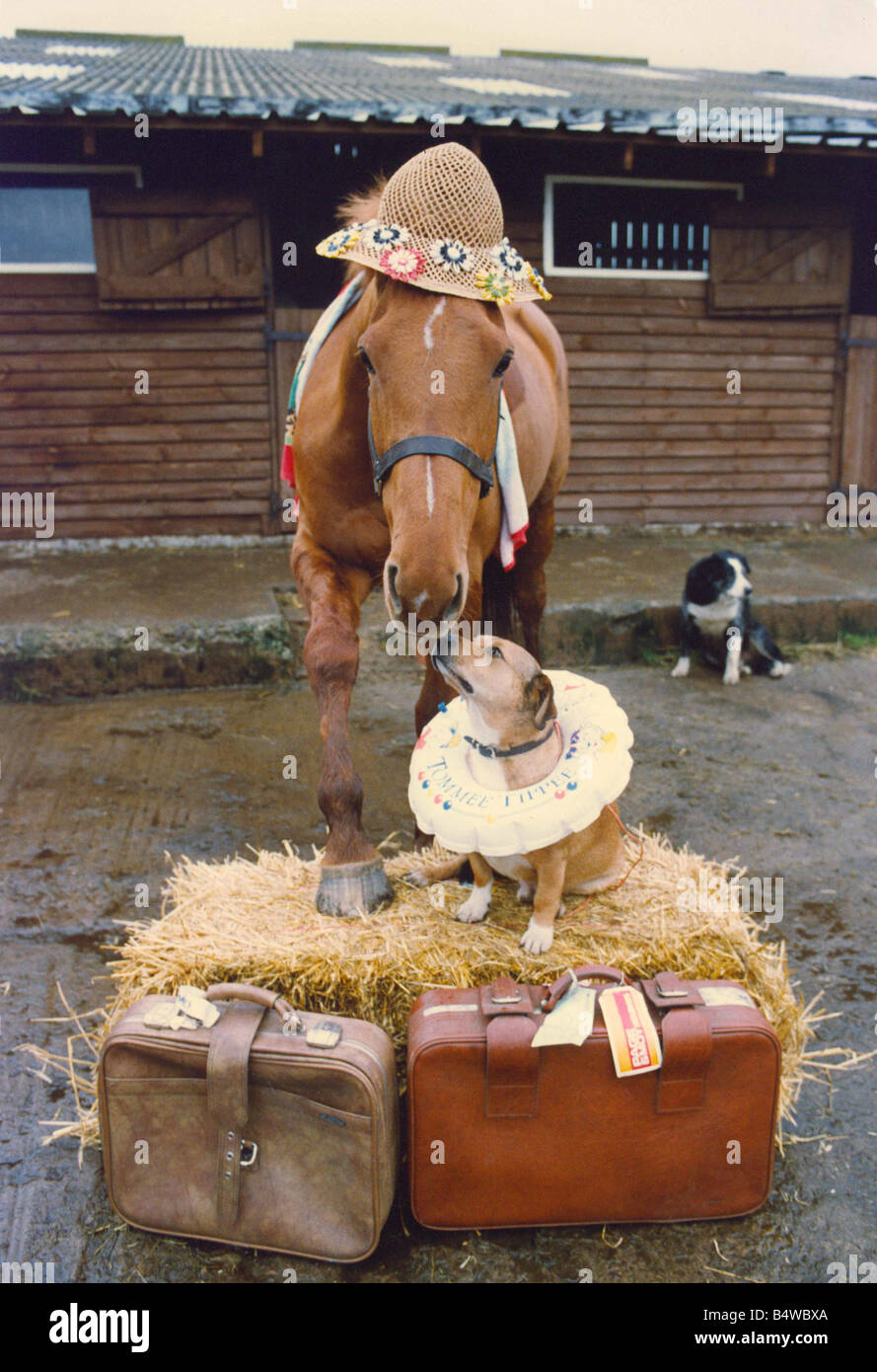 Horse luggage new arrivals