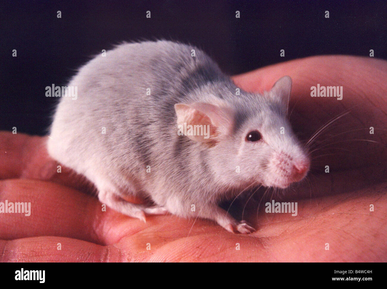 A field mouse Stock Photo Alamy