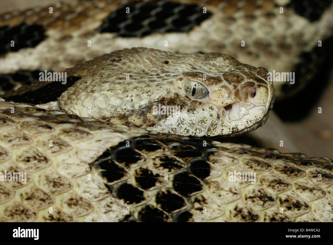 Close up photo of a timber rattlesnake taken with macro lens Crotalus