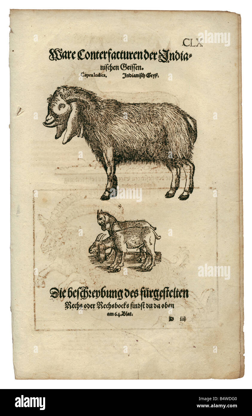 zoology / animals, textbooks, 'Historia animalium', by Conrad Gessner, Zurich, Switzerland, 1551 - 1558,  goats, woodcut, Stock Photo