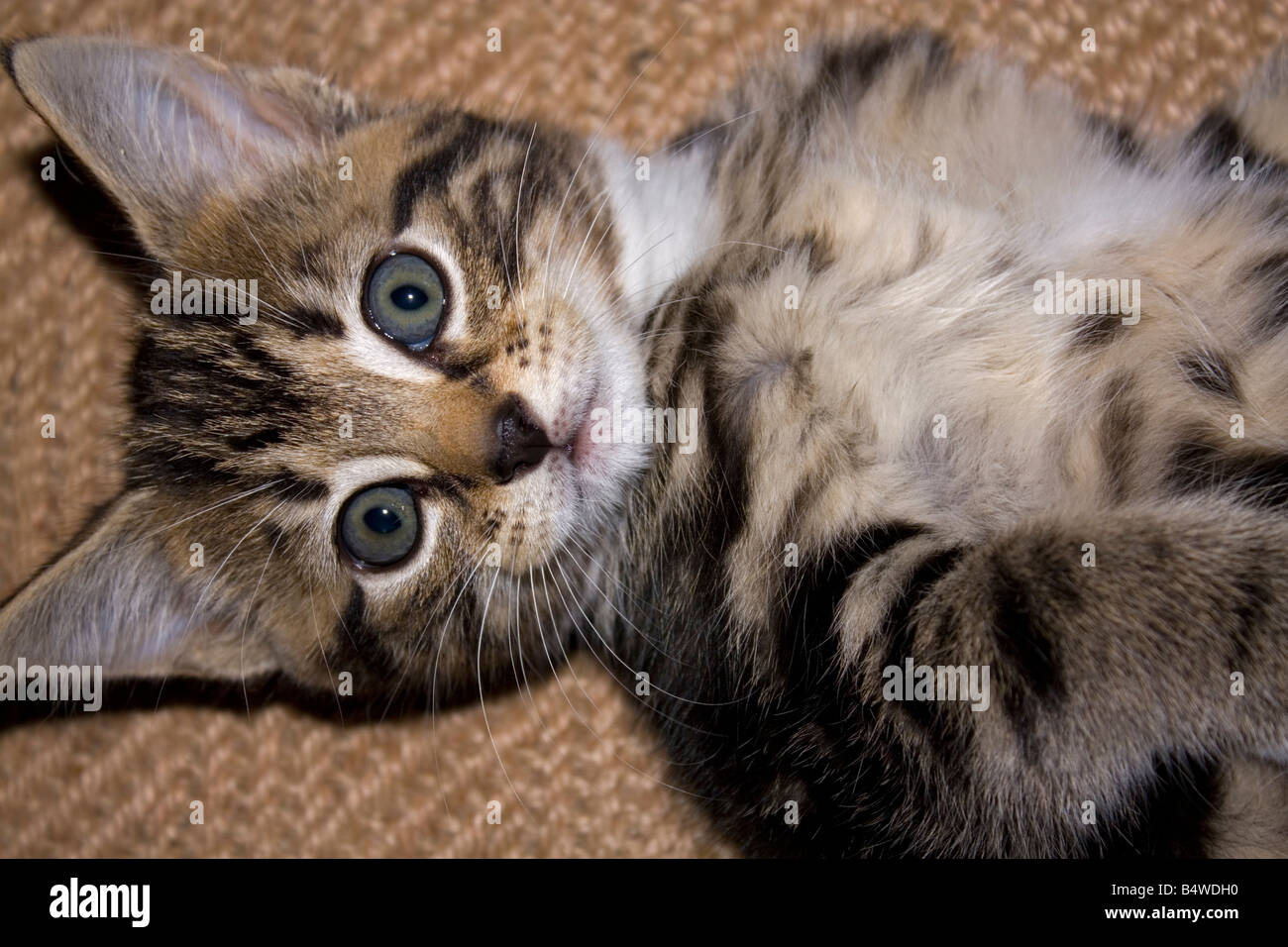 Young tabby kitten Cotswolds UK Stock Photo - Alamy