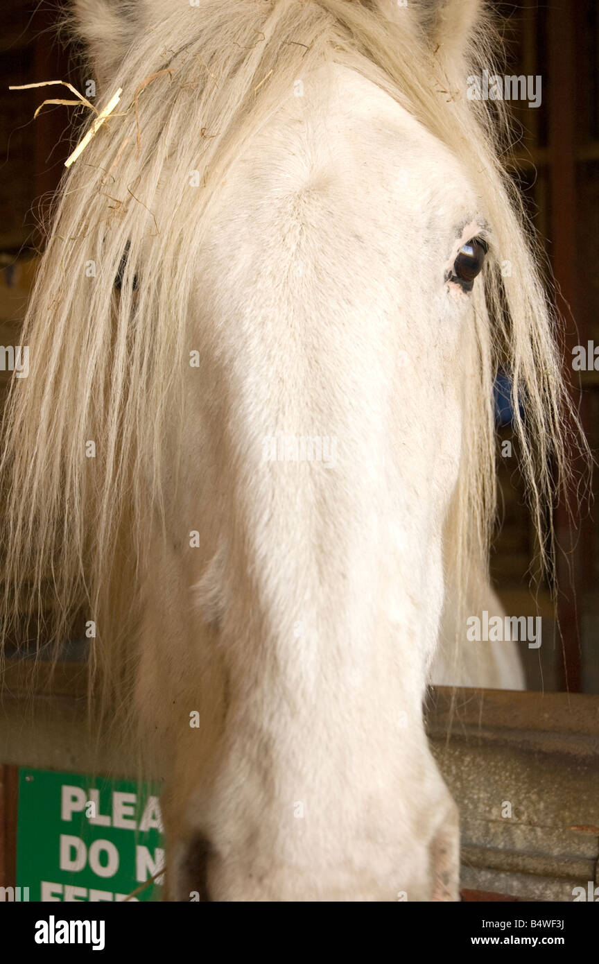 A horse looking over a stable door Stock Photo