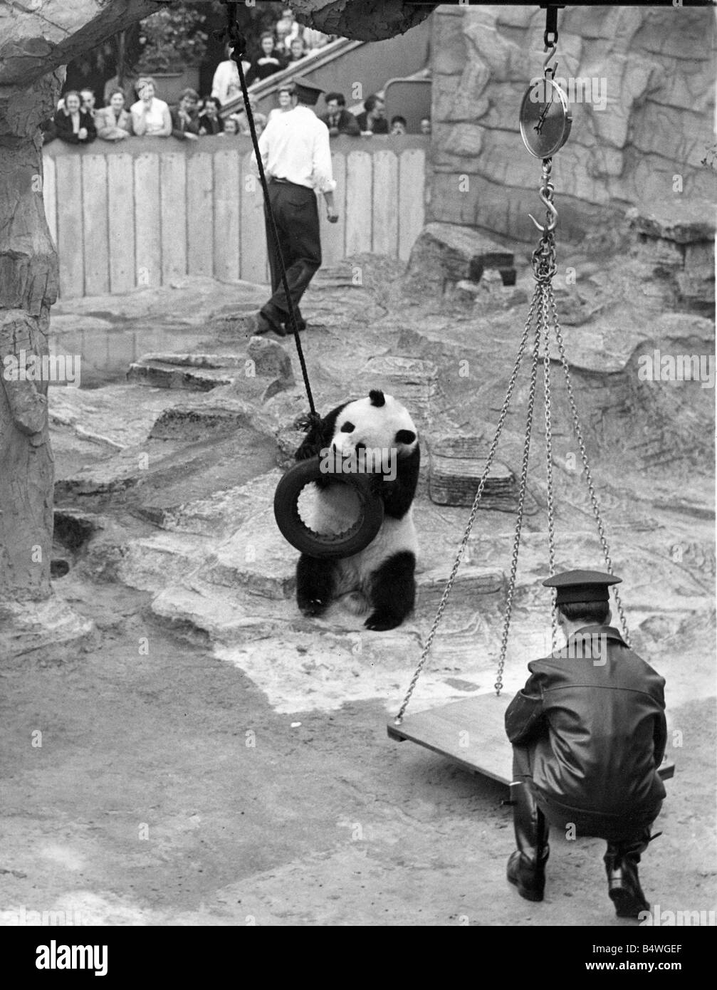 Chi Chi the panda at her new home at London Zoo Stock Photo Alamy