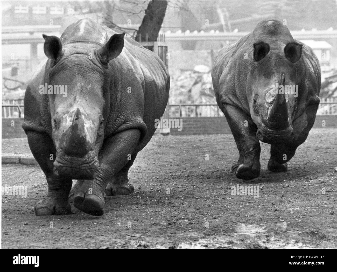 The Rhinoceros charge at London Zoo Stock Photo Alamy