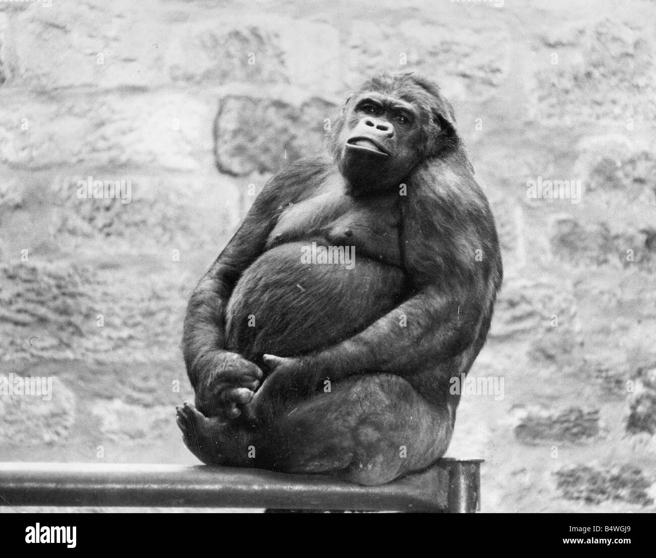 Noelle The Gorilla At Chester Zoo Stock Photo Alamy noelle-the-gorilla-at-chester-zoo-stock-photo-alamy