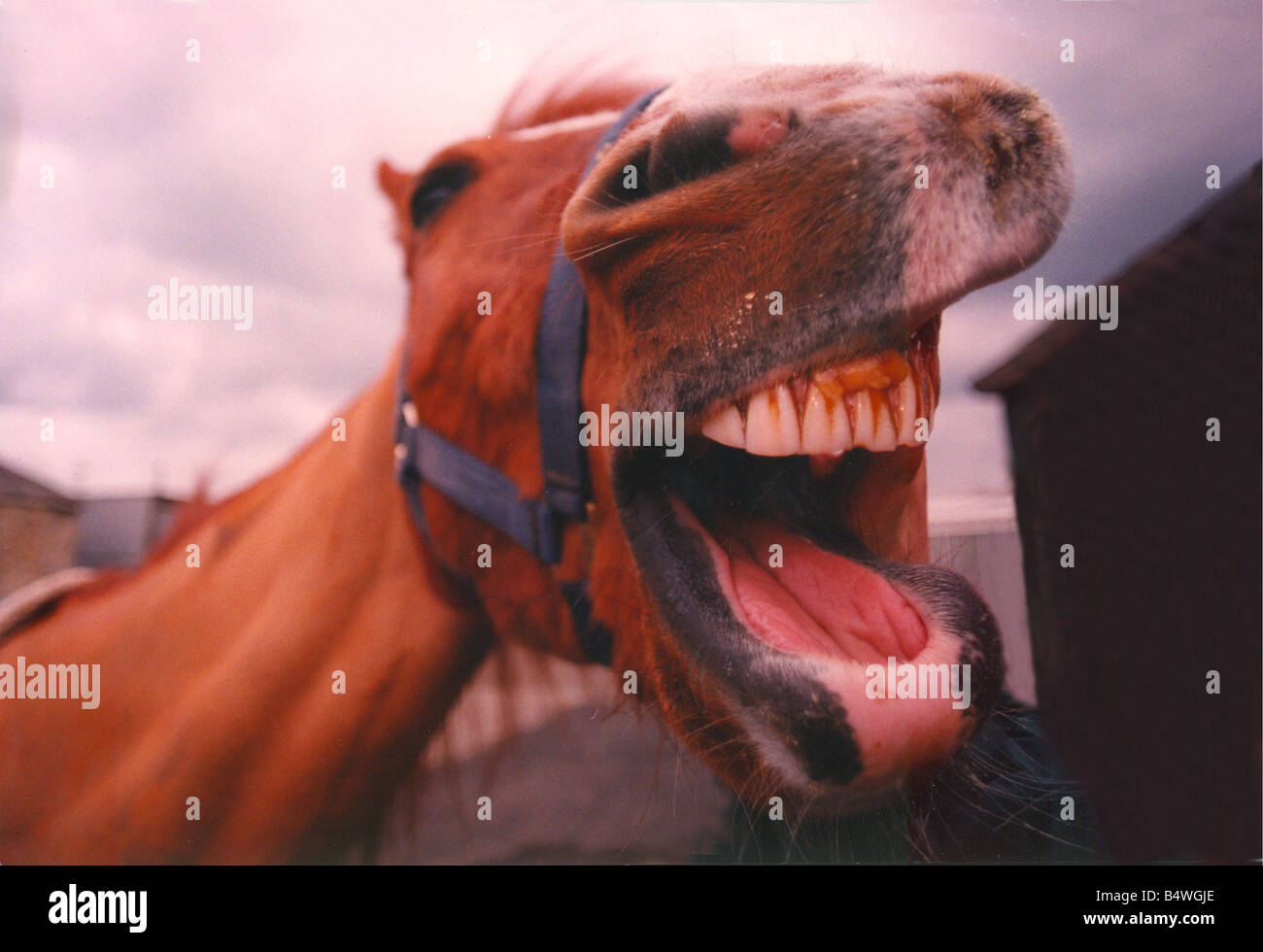 A horse sees the funny side Stock Photo