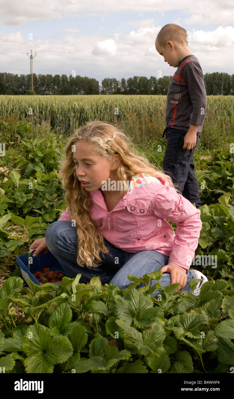 Two children picking strawberries Stock Photo - Alamy