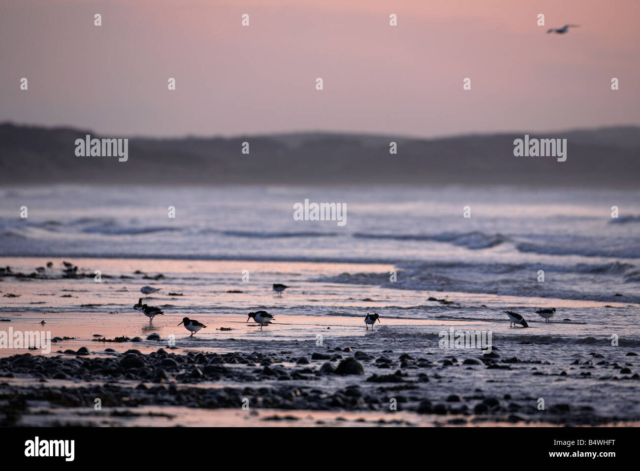 oyster catchers feeding on newcastle beach in predawn light newcastle county down northern ireland uk Stock Photo