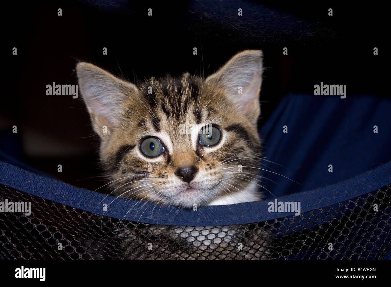 Young tabby kitten Cotswolds UK Stock Photo - Alamy