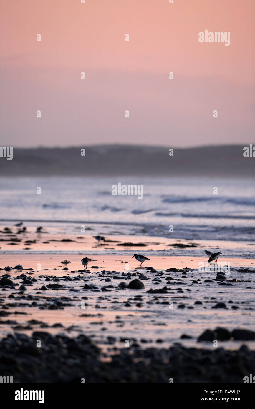 oyster catchers feeding on newcastle beach in predawn light newcastle