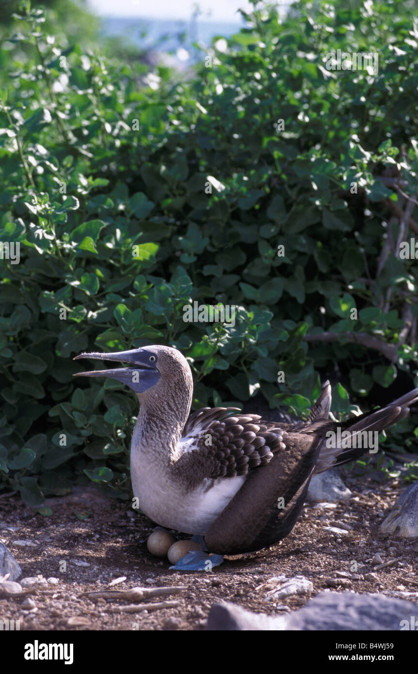 BOOBY, Sula nebouxii, Blue-footed booby , Hood Island, Punta Suarez, Galapagos, Ecuador Stock Photo