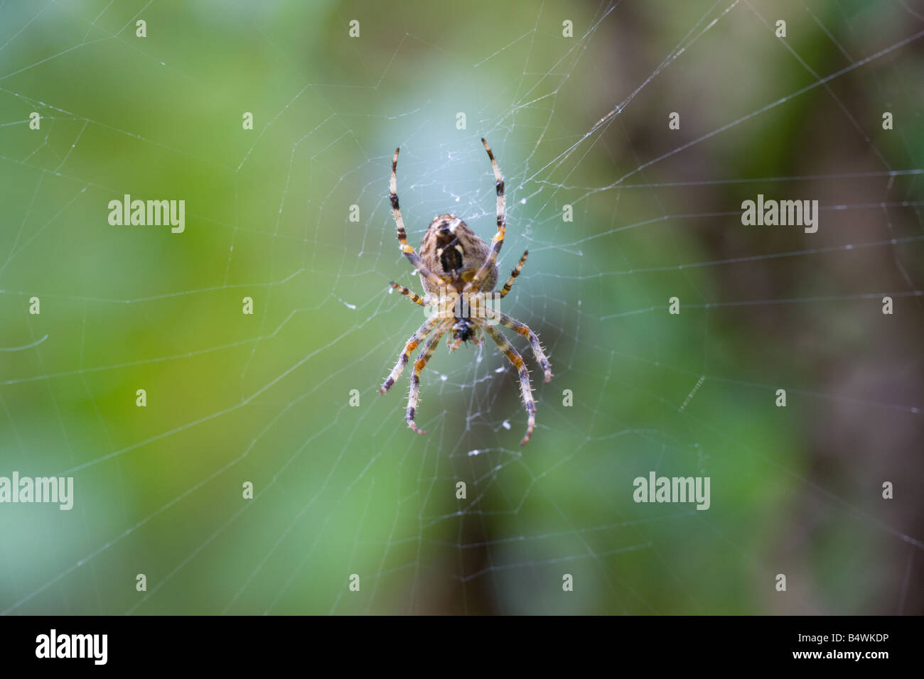 Garden Spider Araneus diadematus on its web Stock Photo - Alamy