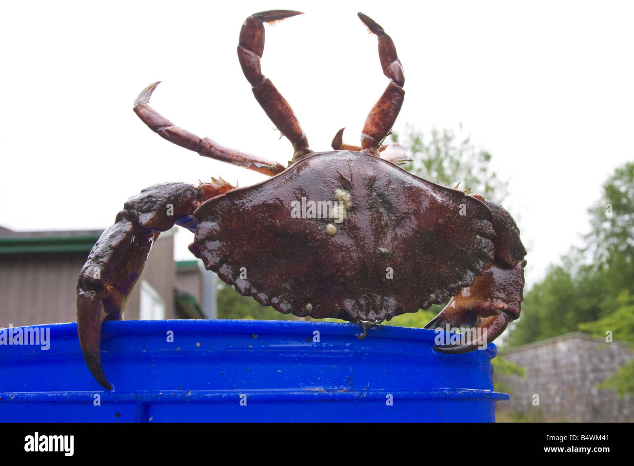 Crab making his escape from a bucket Stock Photo Alamy