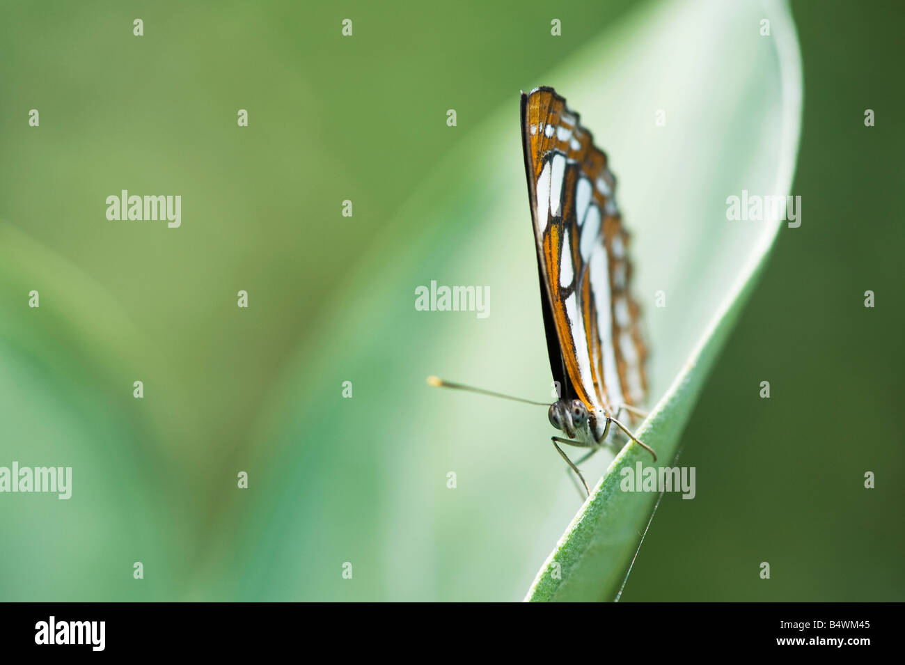 Neptis hylas. Common Sailor butterfly in the indian countryside. Andhra Pradesh, India Stock Photo