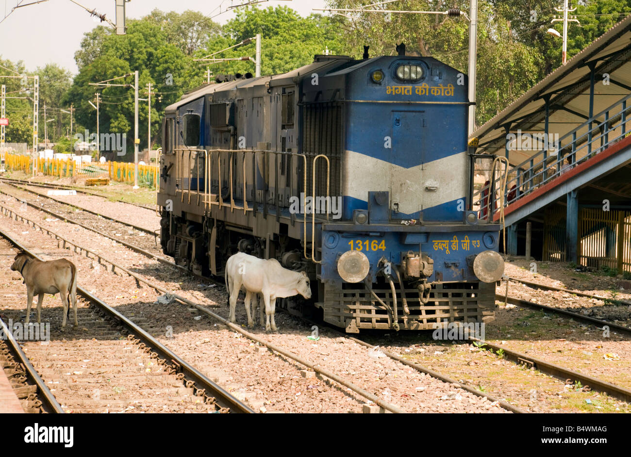 A sacred cow examines a locomotive, Sawai Madhopur junction, India Stock Photo
