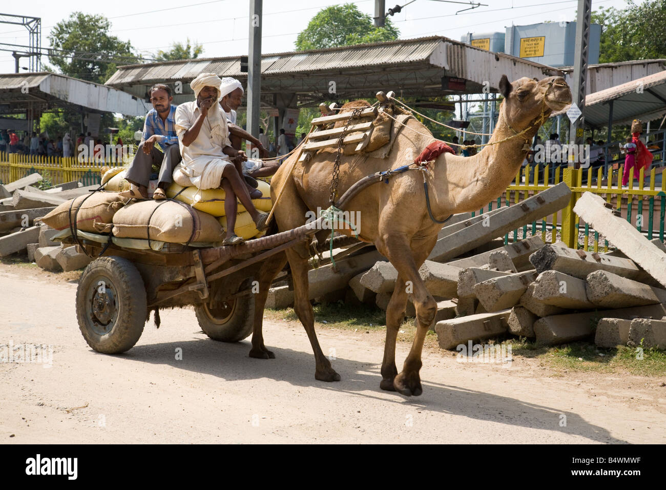 Camel cart transport, Sawai Madhopur, Rajasthan, India Stock Photo Alamy