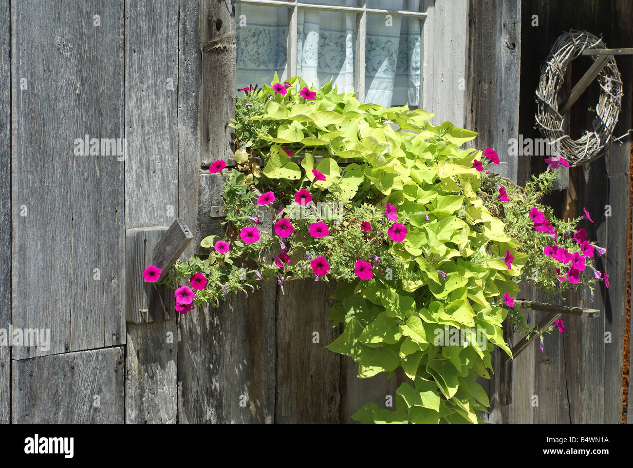 Window flower box Stock Photo