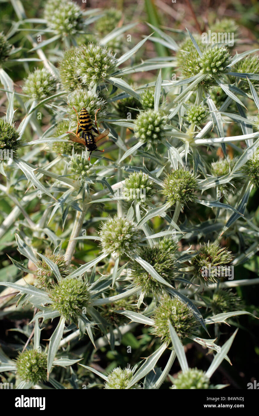 ERYNGIUM CAMPESTRE NORMANDY FRANCE Stock Photo Alamy