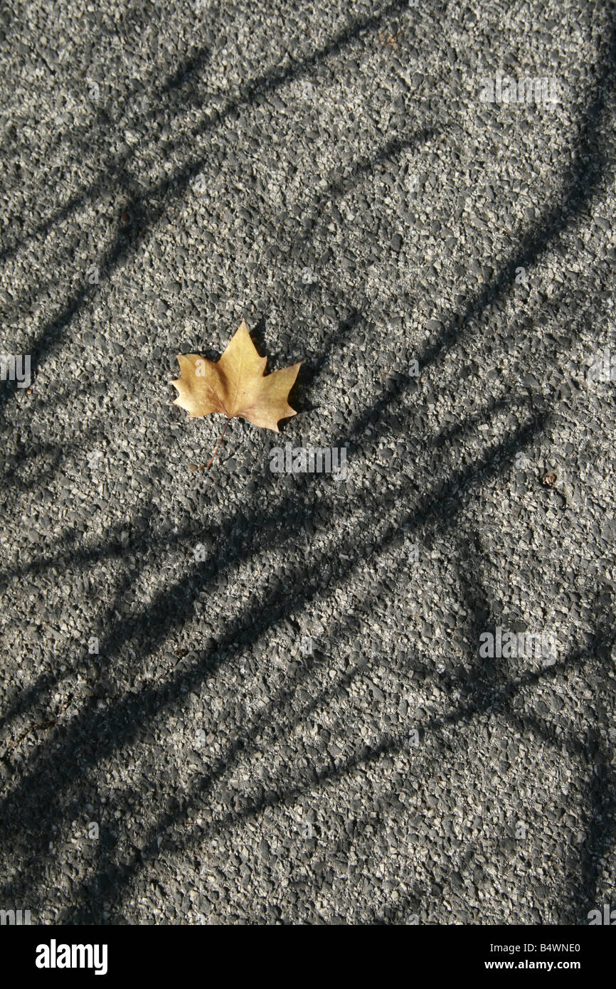 one single fallen leaf on road surface in sun Stock Photo