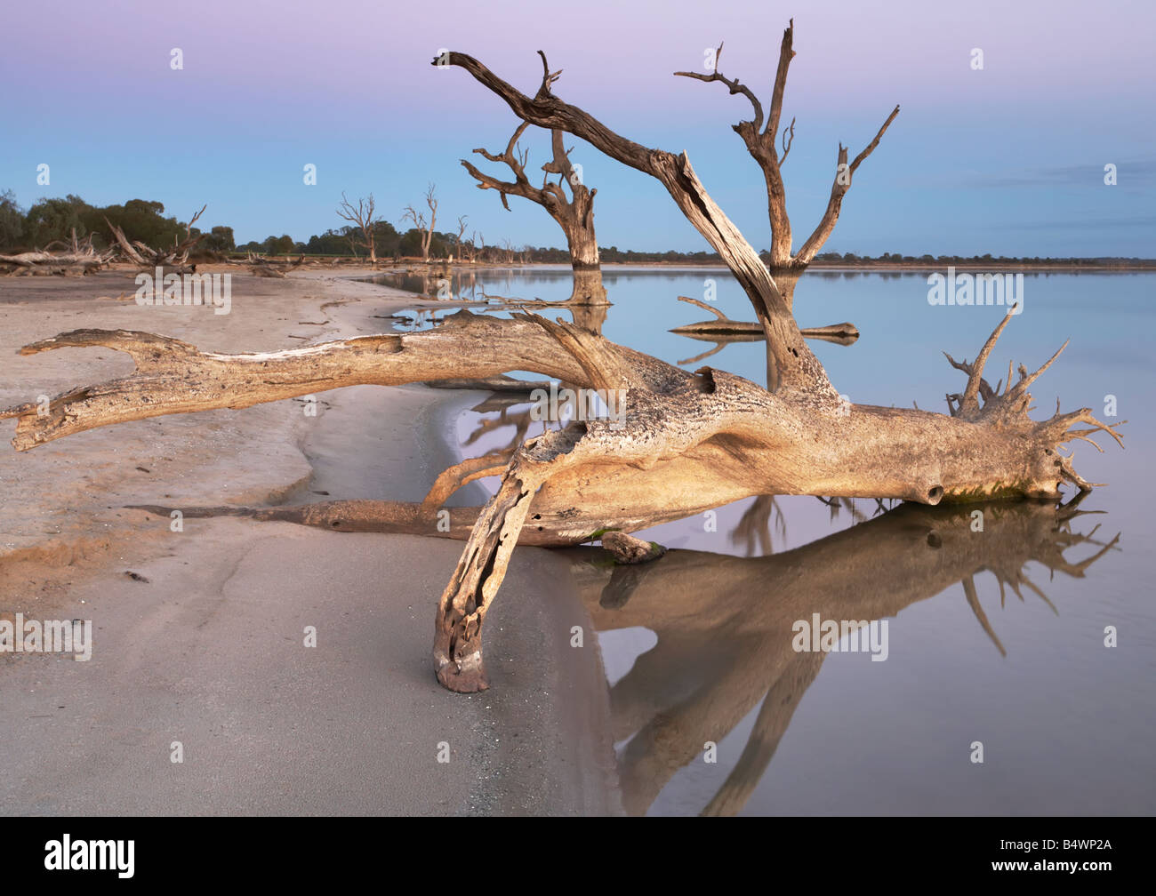Pelican Point Lake Bonney Barmera Riverland South Australia Stock Photo