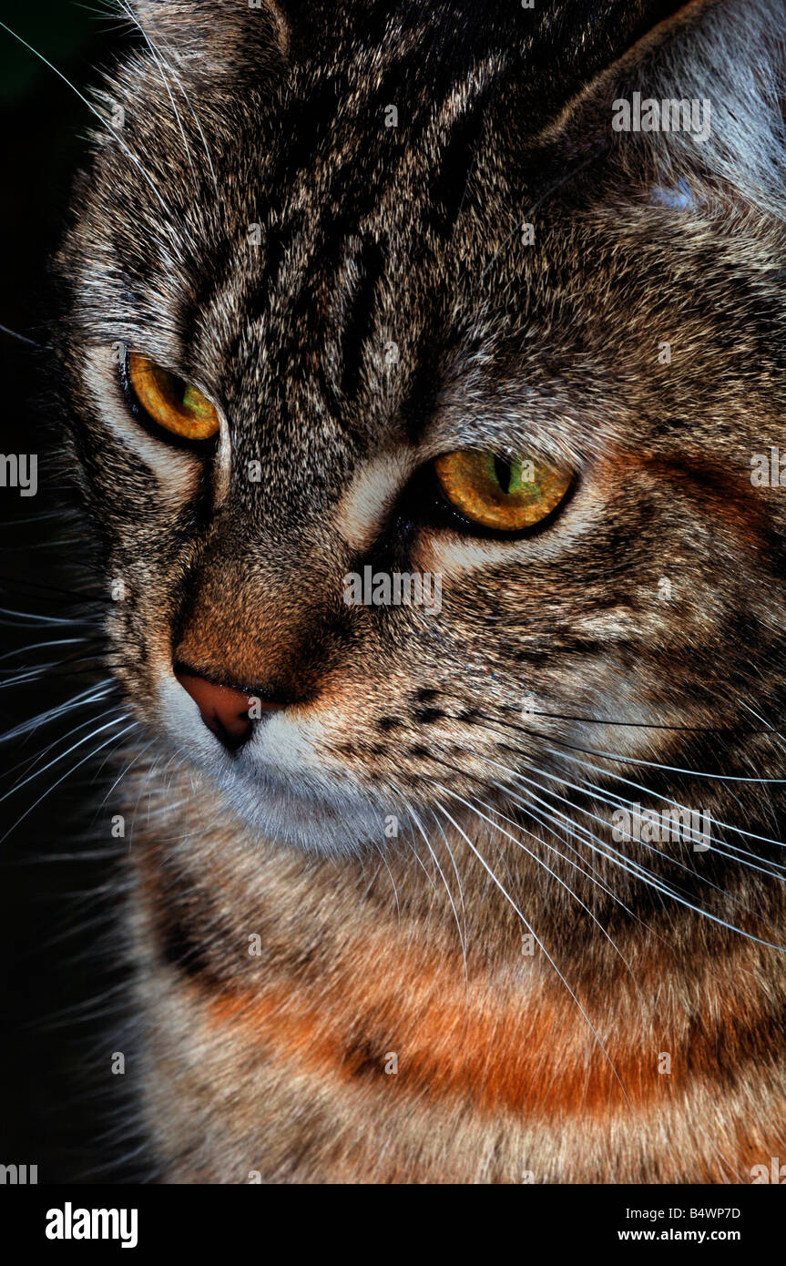 Portrait Of A Female Domestic Cat Stock Photo