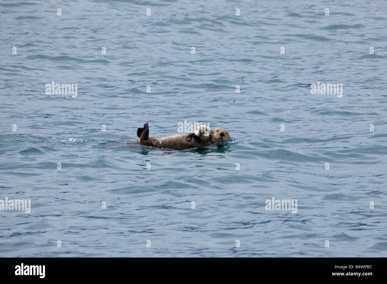 Sea Otter (Enhydra lutris) Swimming with Baby, Prince William Sound, Alaska Stock Photo
