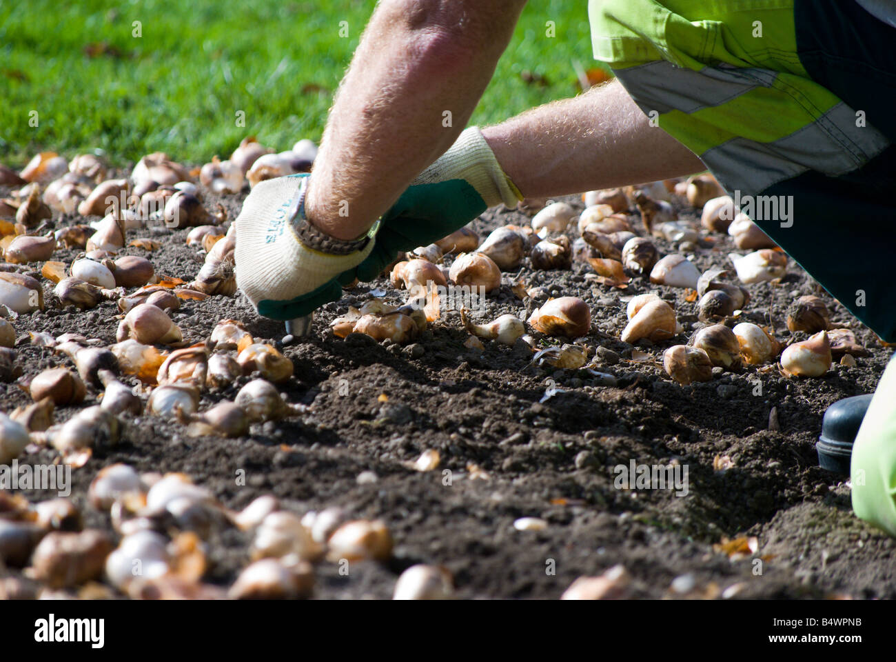 Parks and Recreation worker planting tulip bulbs for next spring Stock Photo