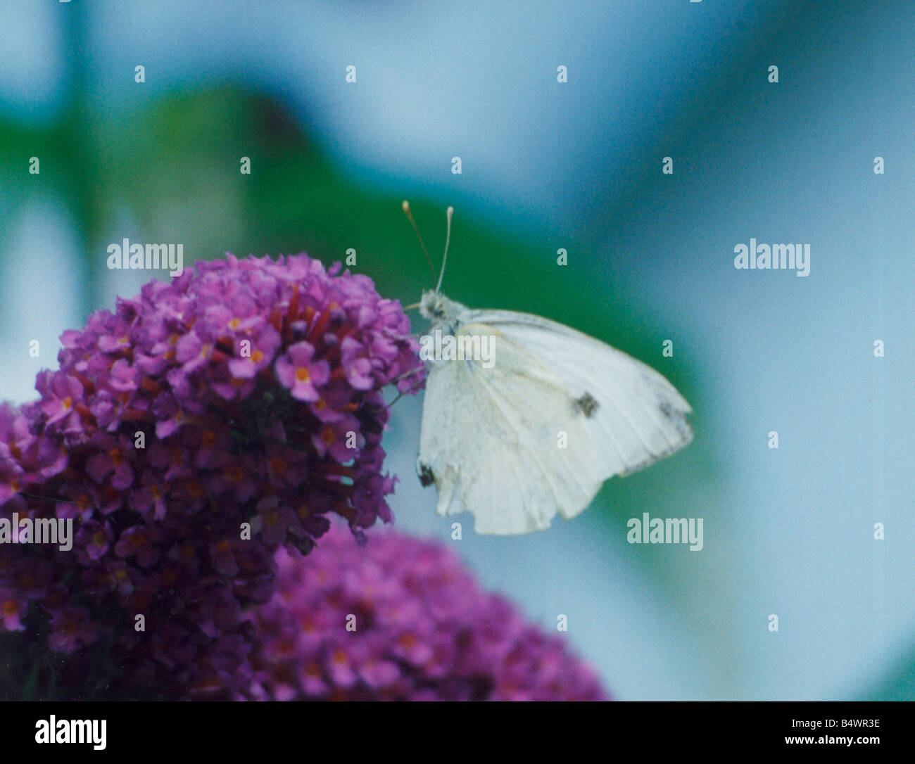 Cabbage White butterfly on a buddlea bush.&#13;&#10;4th August 1992.&#13;&#10;&#13;&#10; Stock Photo