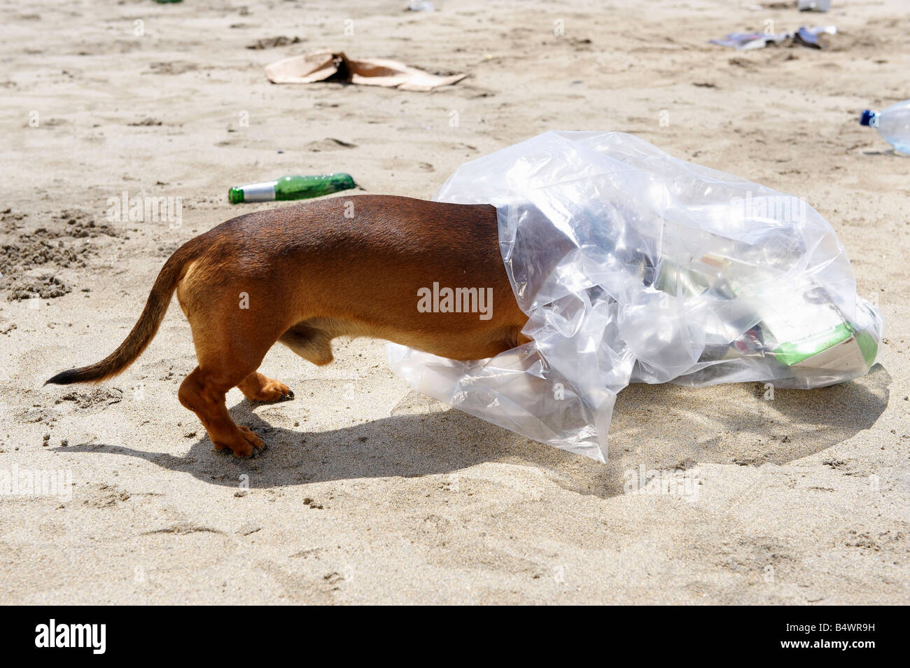Plastic Bag Animal High Resolution Stock Photography and Images Alamy