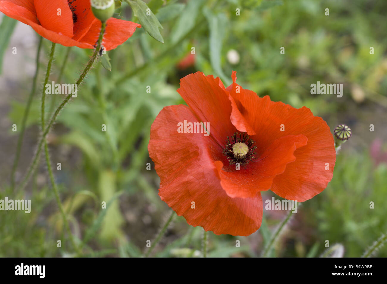Close up of a common red poppy Stock Photo