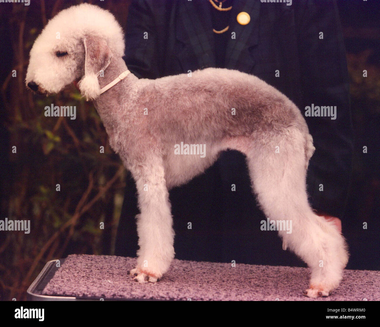 A Bedlington terrier Stock Photo Alamy