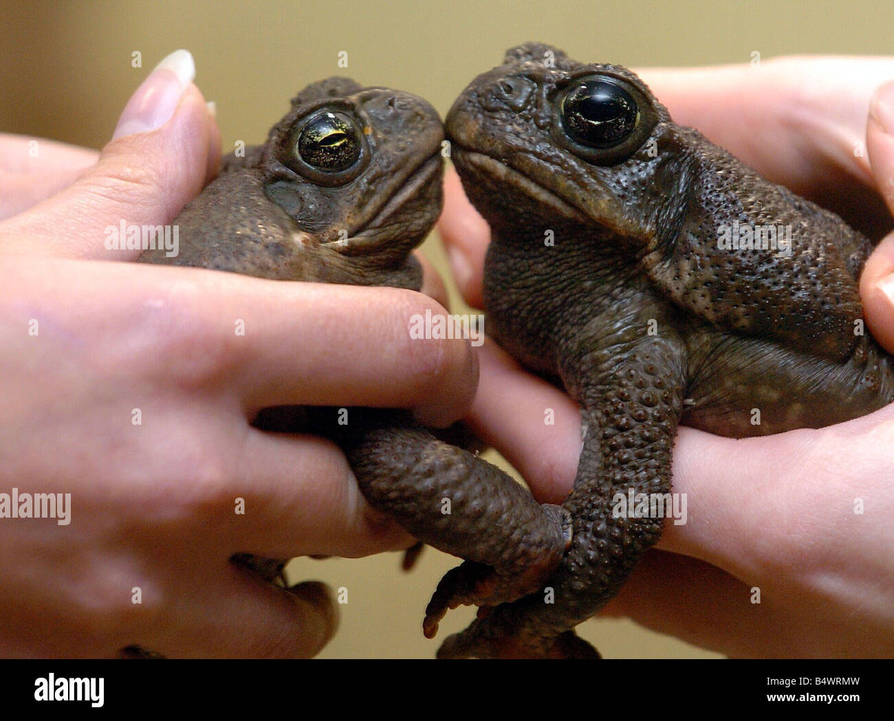 Pucker up two toads in love Michael and Sugar and who are about to give