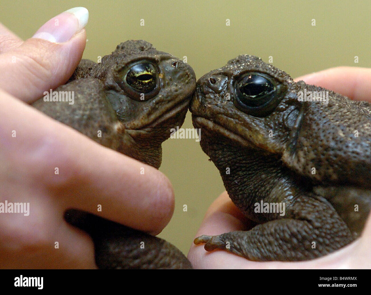 Pucker up two toads in love Michael and Sugar and who are about to give