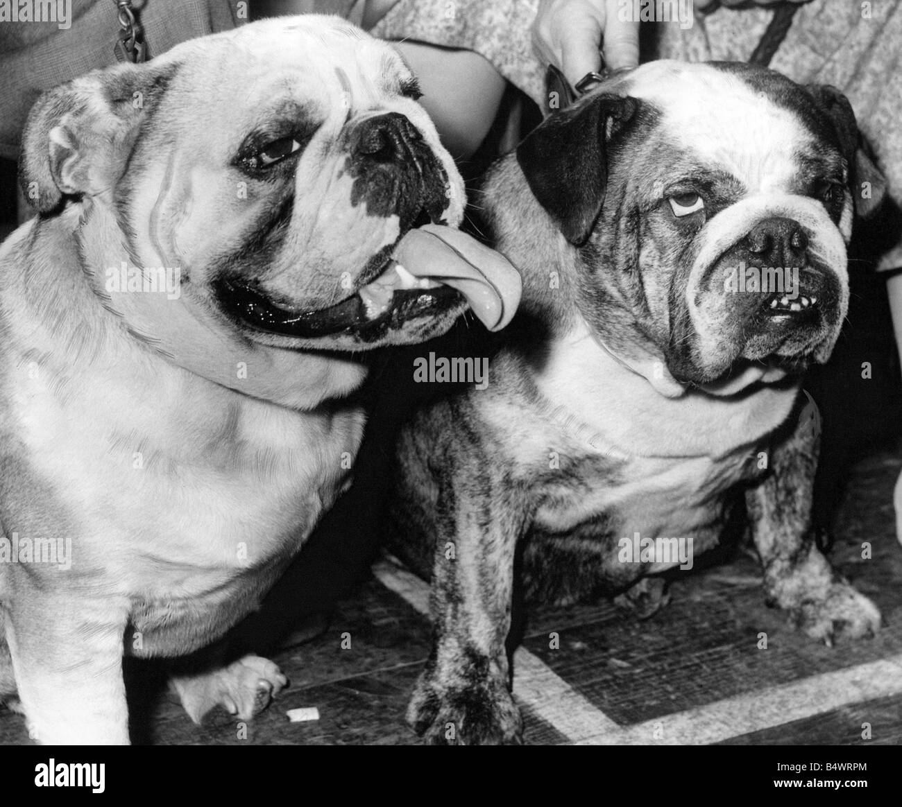 A pair of English Bulldogs Stock Photo Alamy