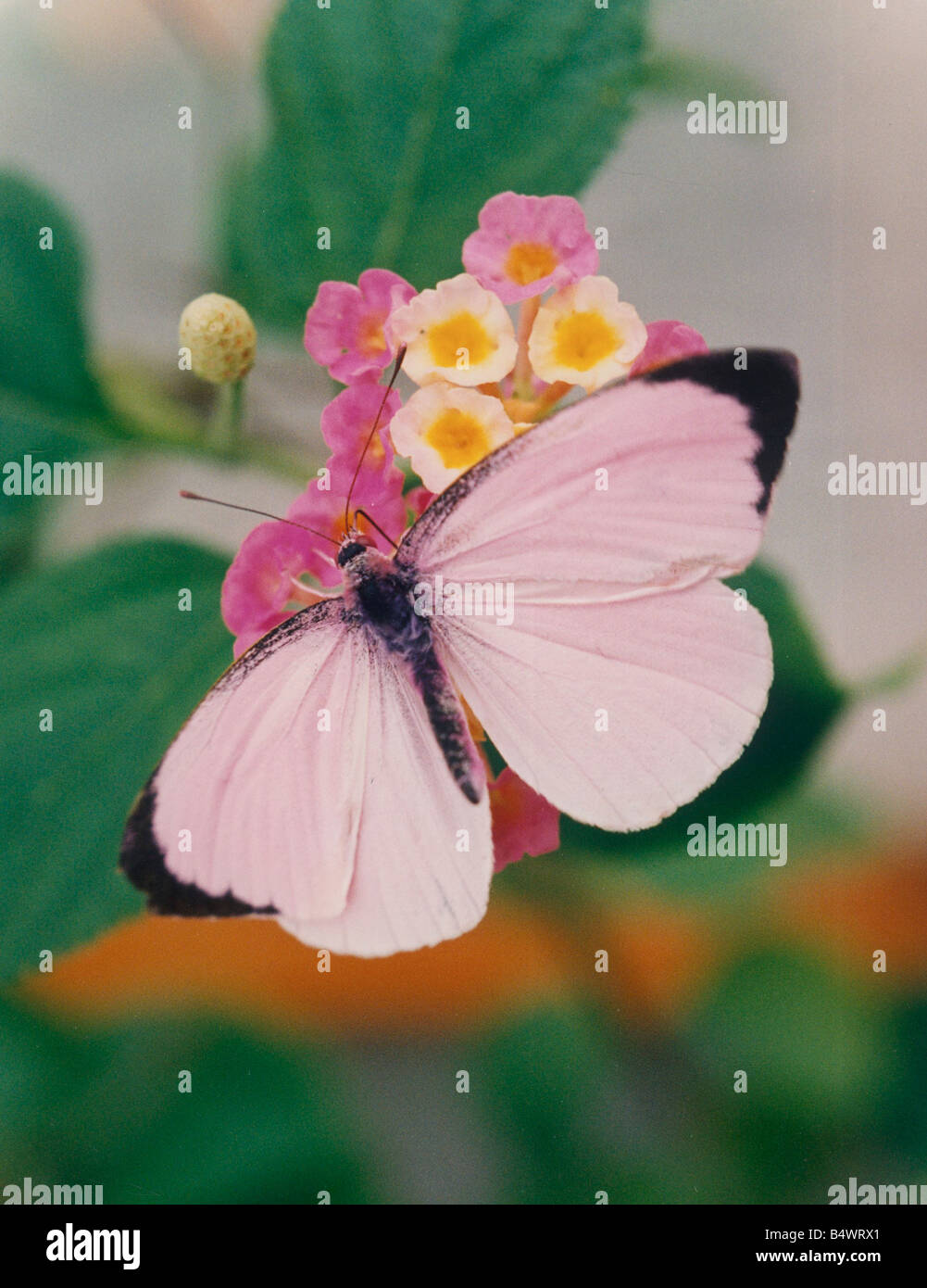 A Cabbage Pink butterfly lands on a flower.&#13;&#10;1st November 1994.&#13;&#10; Stock Photo