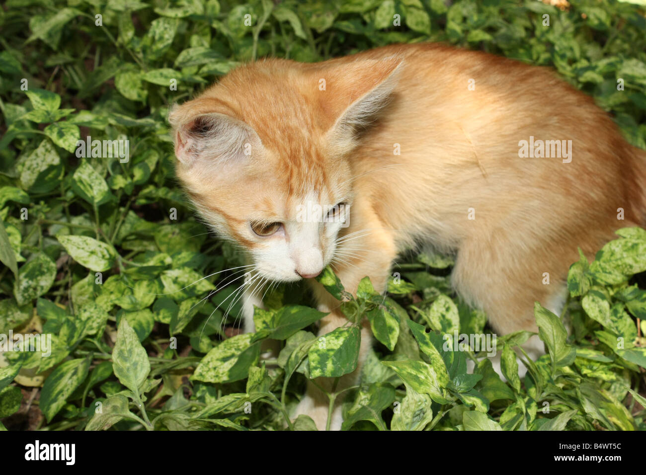 An adorable beautiful brown cat resting on lush green greenery bed of croton plant with colourful leaves looking sideways Stock Photo