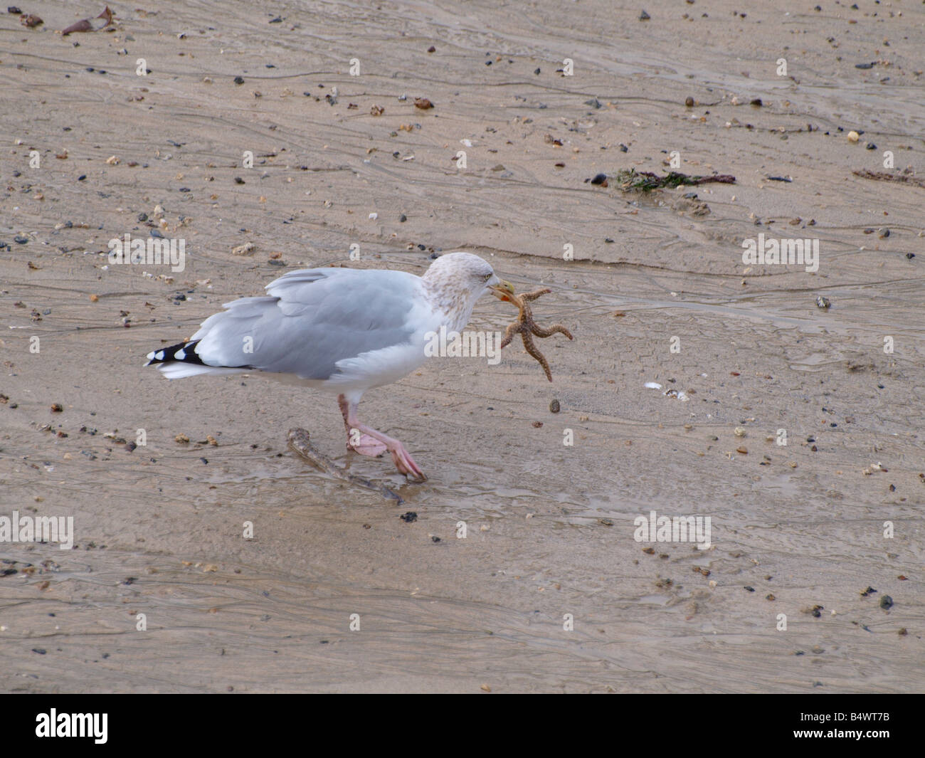 Herring Gull, Larus argentatus eating a starfish Stock Photo - Alamy