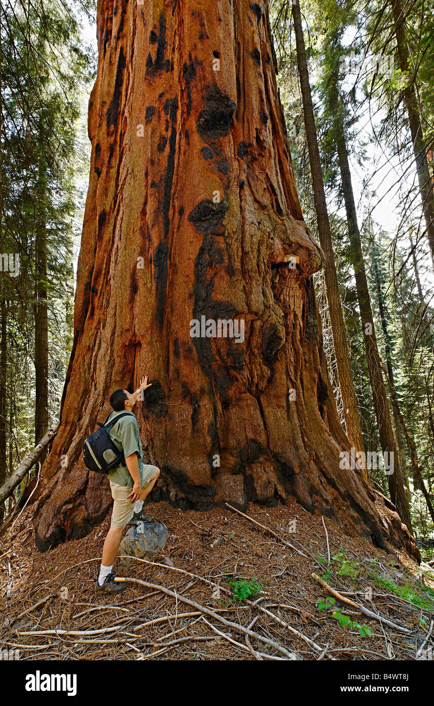Man looking up to giant Sequoia Tree in Sequoia National Park Stock